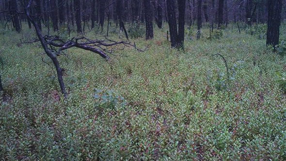 Pictures Of The Pine Barrens By Evan Wilder