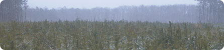 Evan Wilder's Pictures of the Pine Barrens - A Late January Snowstorm