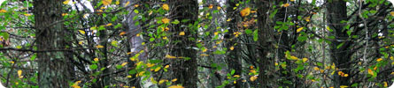 Evan Wilder's Pictures of the Pine Barrens - Late September In The Pine Barrens