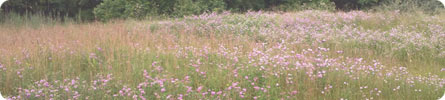 Evan Wilder's Pictures of the Pine Barrens - Summer Flowers