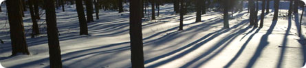 Evan Wilder's Pictures of the Pine Barrens - Sunlight On A Winter's Day