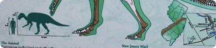 Evan Wilder's Pictures of the Pine Barrens - The Dinosaur In The Swamp